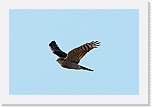 3 varpushaukka  Accipiter nisus 5686 * 900 x 600 * (217KB)